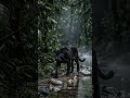 A sombra que domina a floresta