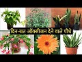 10 plants that give oxygen at day n night24 hours oxygen  poojas garden