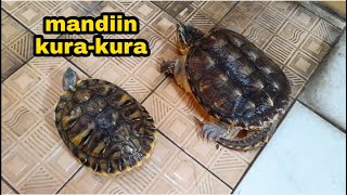 Mandiin kura-kura CST, Brazil, Matamata || Membersihkan tempurung kura-kura