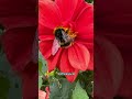 Как отличить пчелу от осы и шмеля #пасека #пчеловодство #пчела #осы #шмель #bienenhaus #мед #bee