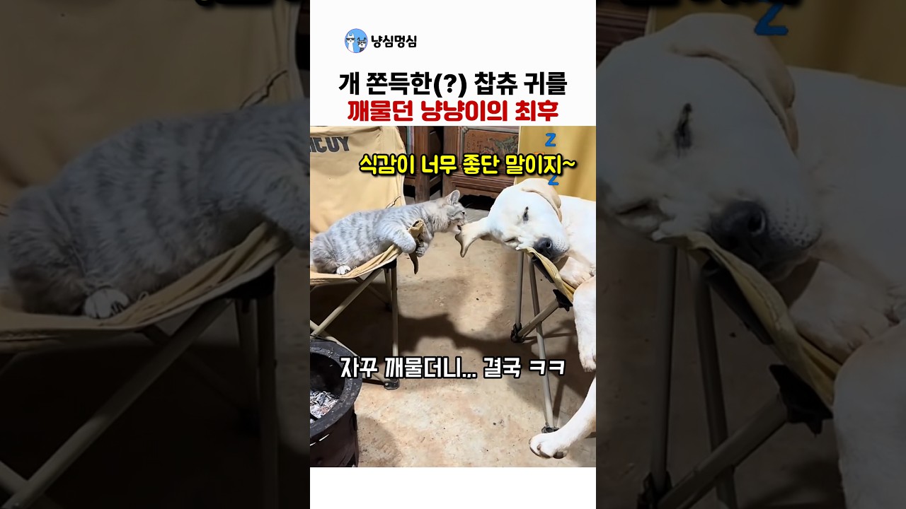 쫀득한 찹츄 귀를 자꾸 깨물던 냥이의 최후