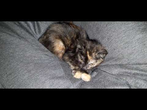 2023 CATS KITTY CATS HD 1080p BLURAY BY DJ TOLIS BEAT BOX PRODUCTION