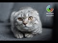 Выставка кошек "Кэтсбург" 2019 - Москва Онлайн // Прямой Эфир