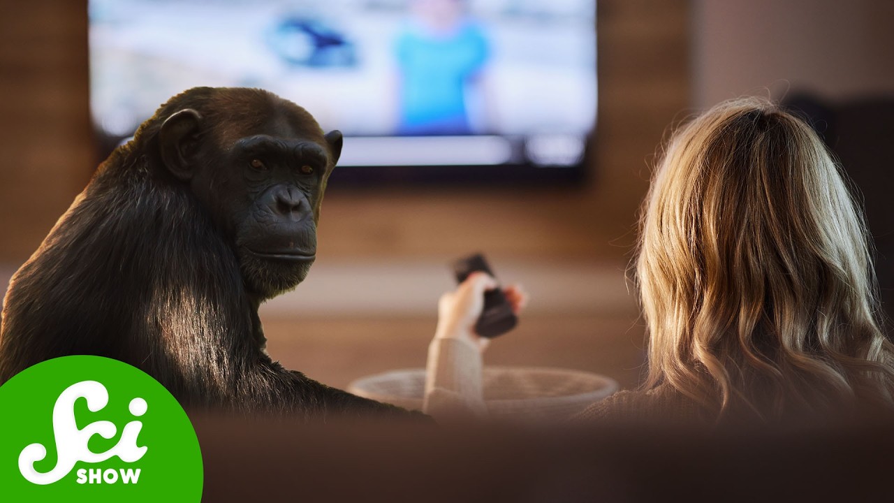 Chimps Love “People Watching” Too