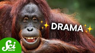 Chimps Love "People Watching" Too screenshot 4