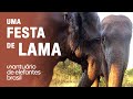 Uma Festa de Lama