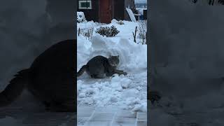 How my cat looks at my boyfriend when he comes over to eat #dramecs #secondchannel