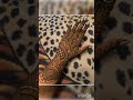 Amezing Stylish Bharwa Wedding Bridal Mehandi Designs|Newest Dulhan Mehendi Design #short #trending