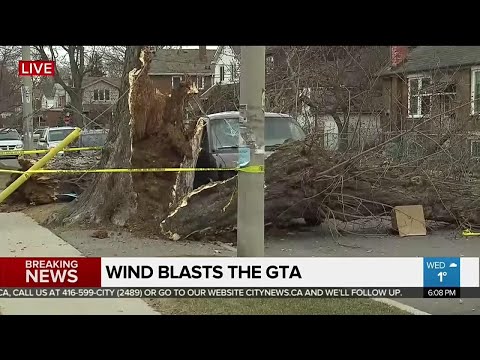 Toppled tree nearly