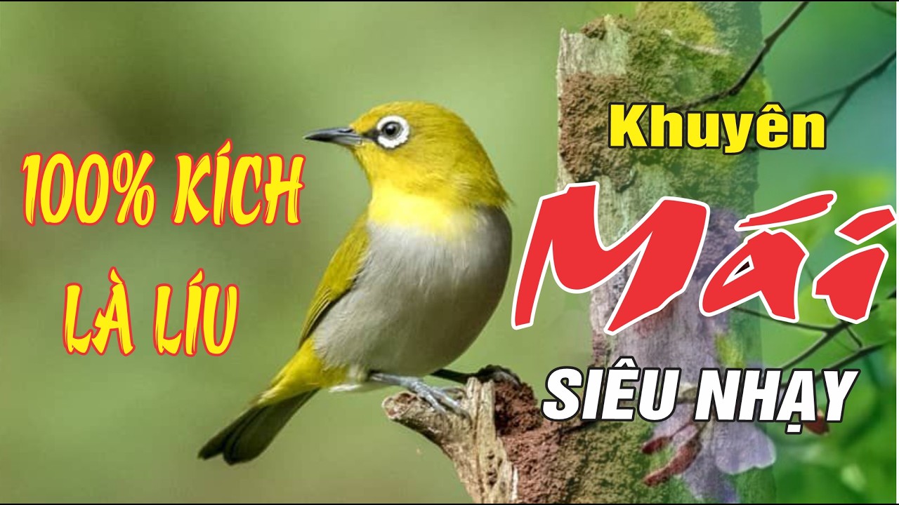 Khuyên Mái Tơ SIÊU NHẠY - Kích Trống Lên Lửa Ngay | 100% Kích Là Líu
