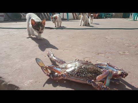 سرطان البحر يتحدى  قطط صغيرة     
