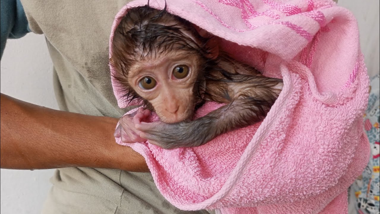 ASTĂZI E TIMPUL CA GEGE ȘI CINDY SĂ FACĂ O BAIE PENTRU A-ȘI PĂSTRA CURĂȚENIA