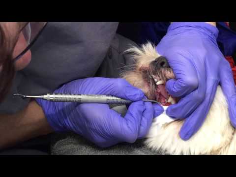 Cleaning a dog&rsquo;s teeth without using anesthesia!