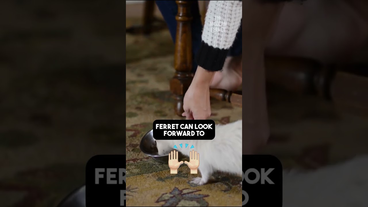 Why You Should Bond with Your Ferret