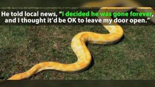 WATCH: Missing 17-foot python finds his way home after two weeks on lam