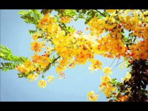 Dasa Widala Ohu Ena Paara Balala - Anil Barathi video thumbnail