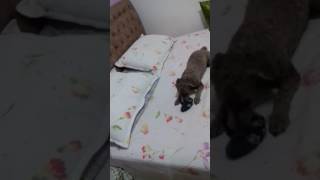 Brincando Na Cama Com A Meia