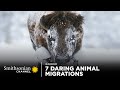 Wildlife Migration and Behavior