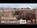 WILDwatch Live | 31 August, 2020 | Afternoon Safari