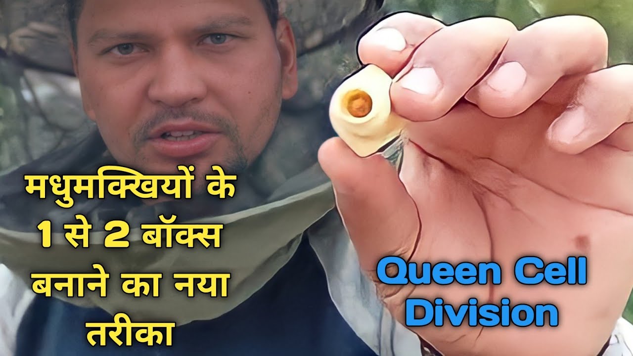 bees division unique method  (मधुमक्खी के 1 से 2 बॉक्स कैसे बनाएं) टिप्स एंड ट्रिक्स
