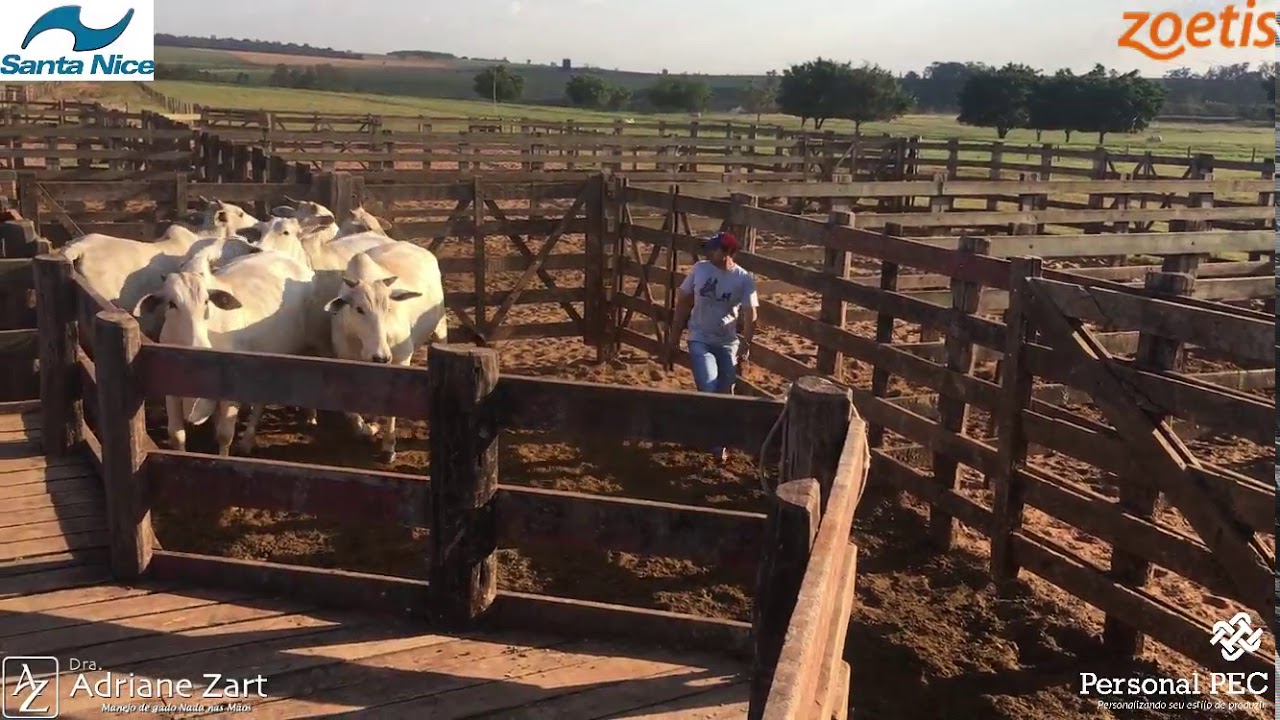 Manejo de primíparas - Faz. Santa Nice