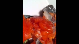 Live worm in cooked salmon