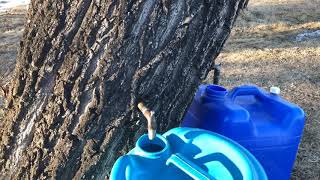 Making Maple syrup from Manitoba Maple trees #2