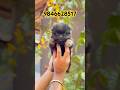 Toy pom puppies available in kerala #shorts #dogbreed