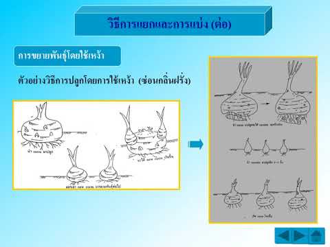 การแบ่งและการแยก  2022 Update  การขยายพันธุ์พืชด้วยการแบ่งและการแยก 8