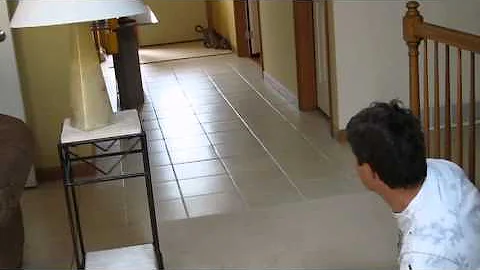 Watch the video about Savannah Cat Playing Fetch