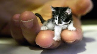 10 Reasons You Should Have A Cat