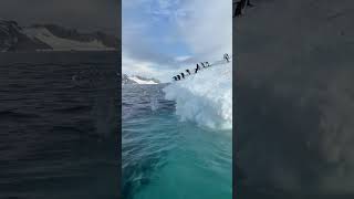 penguins jump into the water | funny animals