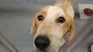 acs A682992