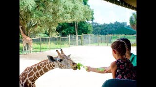 You Can Feed Giraffes at This Wildlife Preserve in Florida