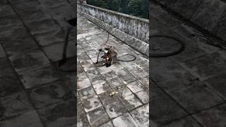 Download Lagu Bandar Entertainer 😂🙈 | Funniest Monkey Moments#music #song #status #video#viral#shorts@BKPR13 MP3