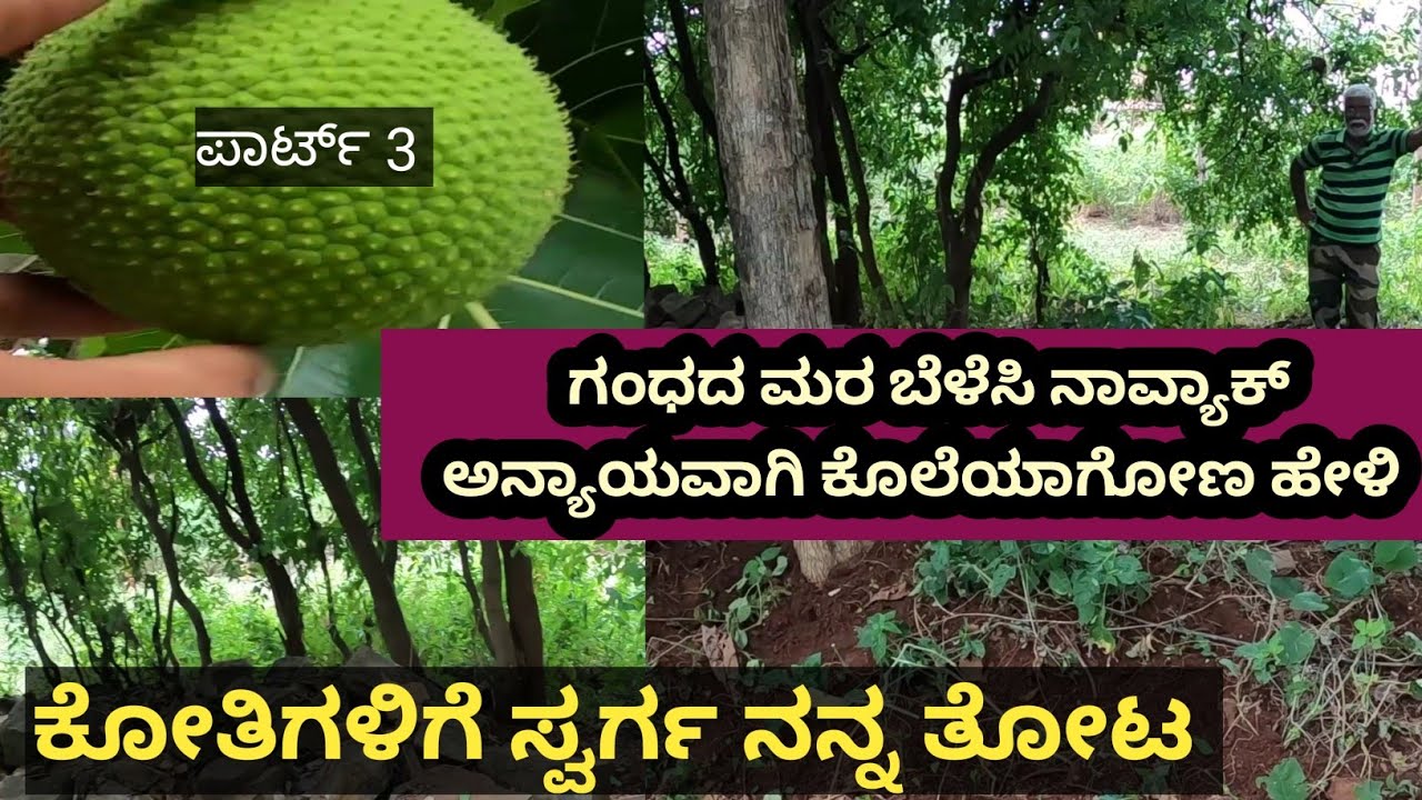 ದುಡಿದ ದುಡ್ಡೆಲ್ಲ ಬಾವಿ ತೋಡಿಸೋಕೆ ಆಯ್ತು... ಆಗ ನೀರಿಗೆ ಕಷ್ಟ ಇತ್ತು ಈಗ ನನ್ನ ತೋಟದ ವಾಟರ್ ಟೇಬಲ್ ಸ್ಥಿರವಾಗಿದೆ...!
