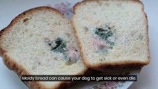 My Dog Ate Moldy Food – What Do I Do? (Solved & Explained!)