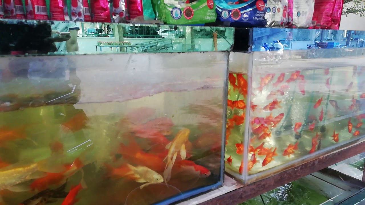 Fish Display - YouTube