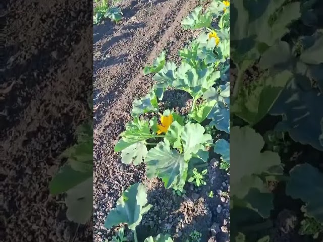 Кабачок Мерлін другий оборот, гарно квітне