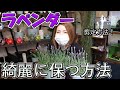 ラベンダーを綺麗に保つ方法　剪定　カット【おうちでガーデニング】開花園チャンネル