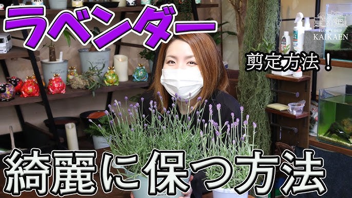 ジキタリス 育て方 管理方法 おうちでガーデニング 開花園チャンネル Youtube ジキタリス 育て方 管理方法 おうちでガーデニング 開花園チャンネル Youtube