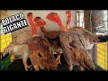 Conheça o Polaco GIGANTE! Criatório de Minas se destaca na produção de aves colossais