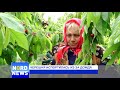 Владельцы черешневых садов севера Молдовы терпят убытки | NordNews