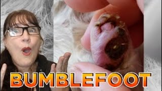 Guinea pig bumblefoot - what is the cause with Cavy Central by Cavy Central Guinea Pig Rescue with Lyn 2,018 views 1 year ago 8 minutes, 24 seconds