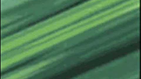 Shikamaru- The Genius Leader