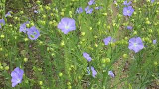 フラックスリネン 亜麻の花 が咲きました ハーブ好き 亜麻仁油の種 Youtube フラックスリネン 亜麻の花 が咲きました ハーブ好き 亜麻仁油の種 Youtube
