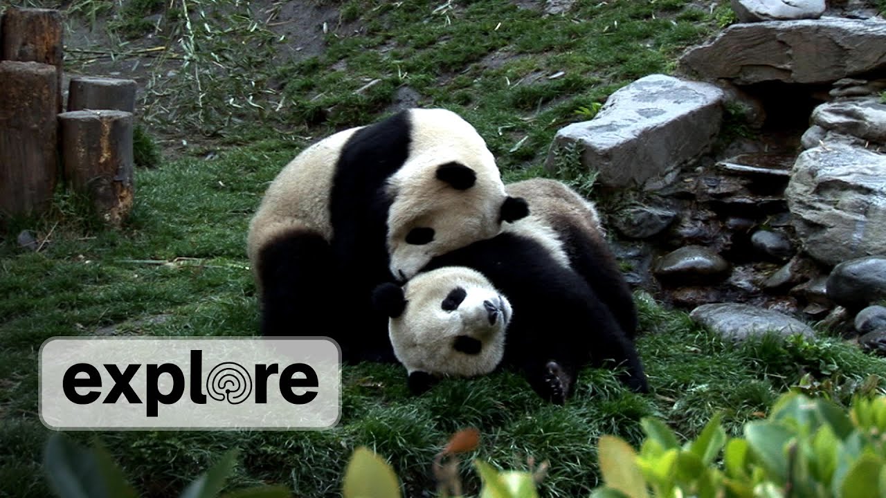 Zen Den Panda Bears 2 YouTube