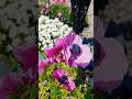 Kwietniowy ogródek w słońcu ☀️#garden #flowers #spring #foryou #nature #music #shorts