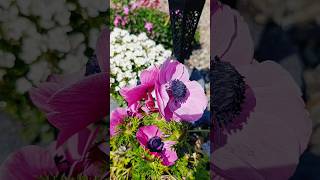 Kwietniowy ogródek w słońcu ☀️#garden #flowers #spring #foryou #nature #music #shorts