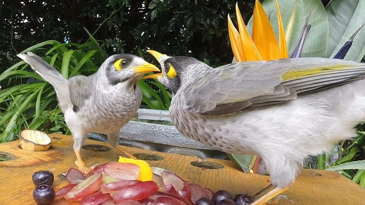 Pecking order YouTube